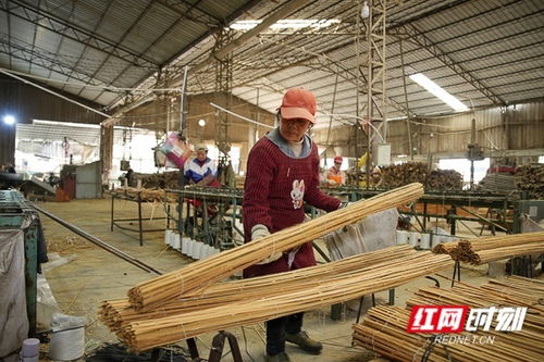 小竹子撬動(dòng)大產(chǎn)業(yè) 日用雜品的綠色革新